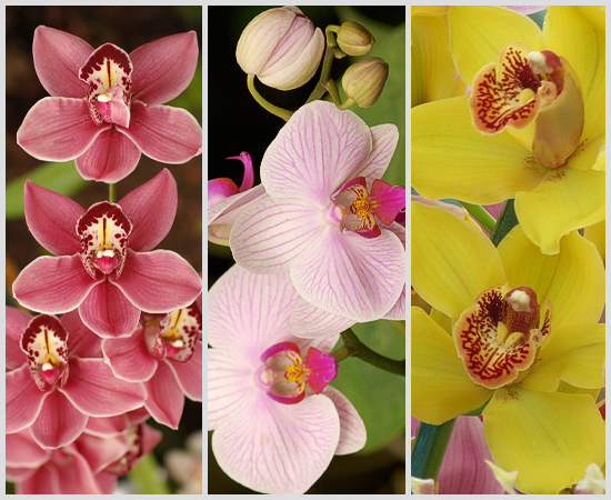 35 000 Varieties Of Orchids And Still Counting… All About Flowers Our Blog