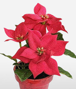 Festive Red Poinsettia