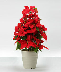 Poinsettia Tower