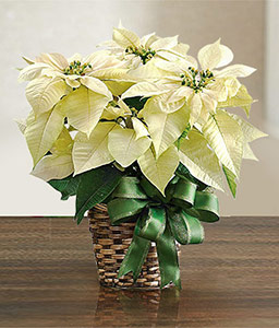 Pure Snowflake Poinsettia