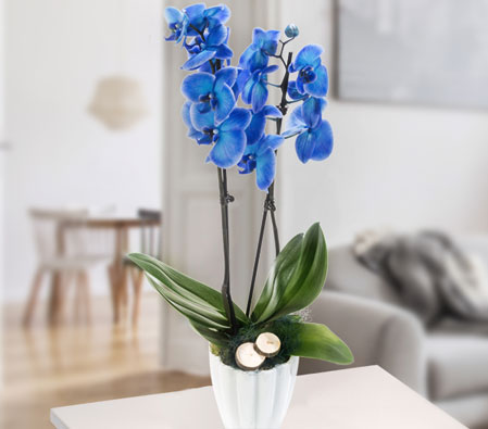 Blue Orchid Plant in White Glass Pot - Blue Orchids Germany