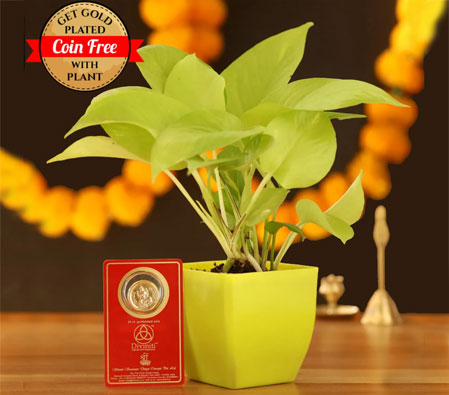 Lucky Money Plant With Free Gold Plated Coin