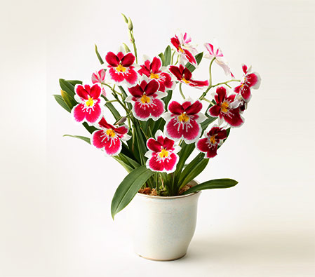 Pink Miltonia in a Pot