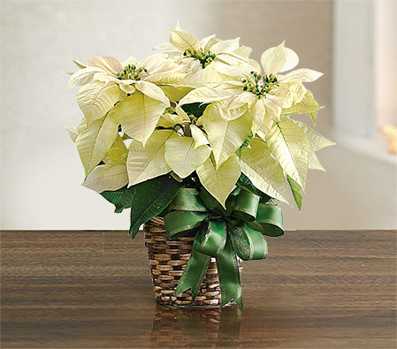 Pure Snowflake Poinsettia