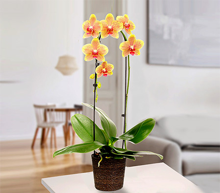 Yellow Orchid in Seagrass Basket